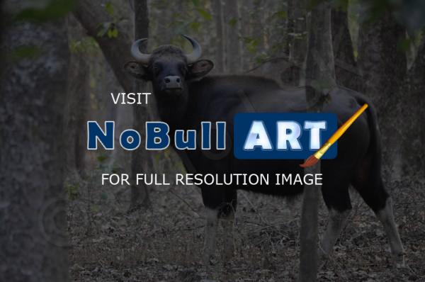 Wild Animals - Indian Bisont Gaur - Nikon D90