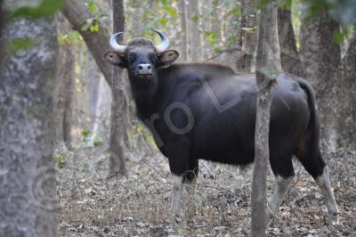 Wild Animals - Indian Bisont Gaur - Nikon D90