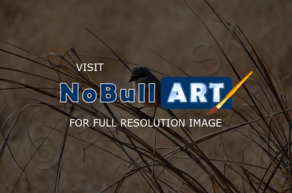 Birds - Sparrow - Nikon D90