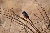 Birds - Sparrow - Nikon D90