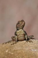 Lizard - Nikon D90 Photography - By Buro Lsk, Macro Photography Artist