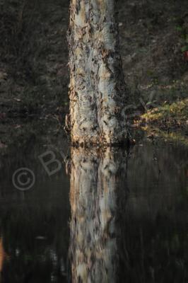 Plants And Flowers - Tree Reflexed - Nikon D90