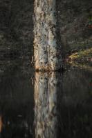 Tree Reflexed - Nikon D90 Photography - By Buro Lsk, Naturalist Photography Artist