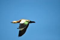 Birds - Brhaminy Duck - Nikon D90