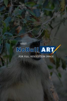 Wild Animals - Angry Langur - Nikon D90