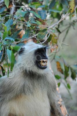 Wild Animals - Angry Langur - Nikon D90