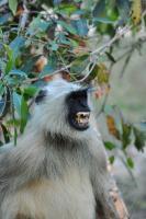 Angry Langur - Nikon D90 Photography - By Buro Lsk, Naturalist Photography Artist