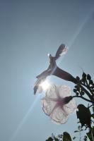 Plants And Flowers - Flower In The Light - Nikon D90