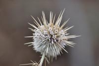 Spinous Flower 2 - Nikon D90 Photography - By Buro Lsk, Macro Photography Artist