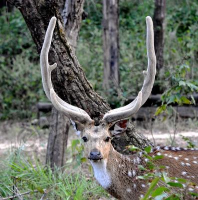 Wild Animals - Spotted Deer Male - Nikon D90