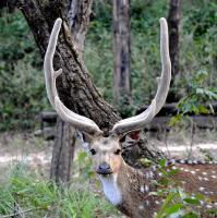 Spotted Deer Male - Nikon D90 Photography - By Buro Lsk, Naturalist Photography Artist