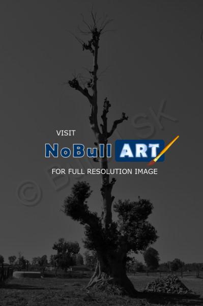Landscapes - Lonely Tree - Nikon D90