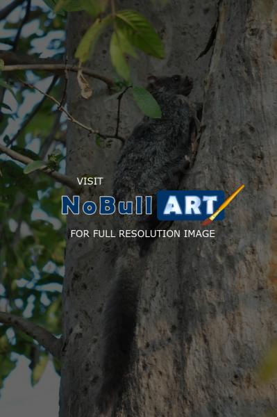 Wild Animals - Flying Squirrell - Add New Artwork Medium