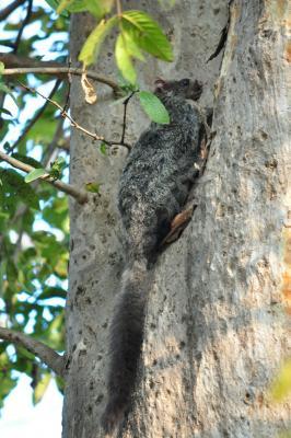 Wild Animals - Flying Squirrell - Add New Artwork Medium