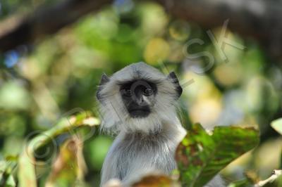 Wild Animals - Young Langur - Nikon D90