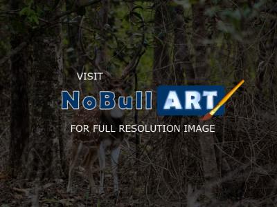 Wild Animals - Spotted Deer Male 2 - Nikon D90