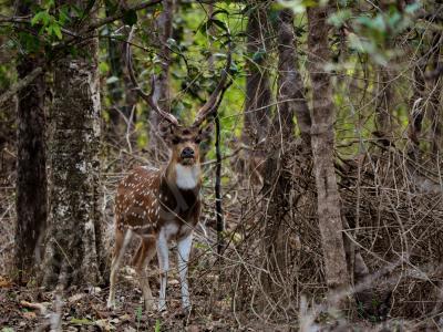 Wild Animals - Spotted Deer Male 2 - Nikon D90