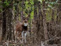Spotted Deer Male 2 - Nikon D90 Photography - By Buro Lsk, Naturalist Photography Artist