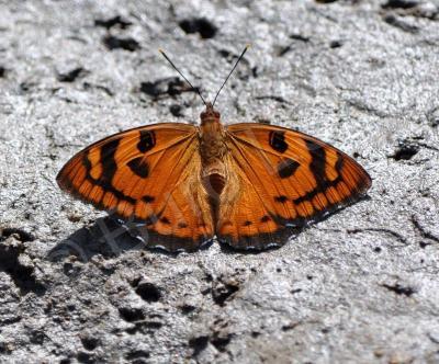 Insects - Baronet - Nikon D90