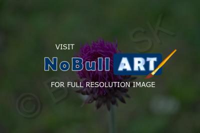 Plants And Flowers - Little Violet Flower - Nikon D90