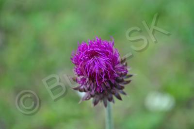 Plants And Flowers - Little Violet Flower - Nikon D90