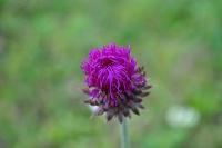 Little Violet Flower - Nikon D90 Photography - By Buro Lsk, Macro Photography Artist