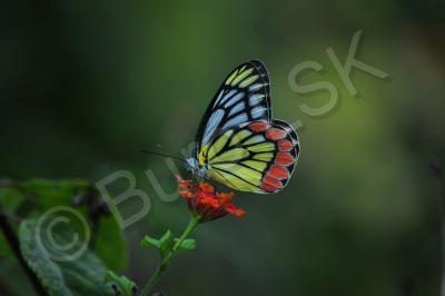 Insects - Common Jezebel 2 - Nikon D90