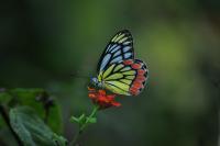 Common Jezebel 2 - Nikon D90 Photography - By Buro Lsk, Macro Photography Artist