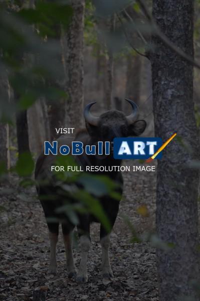 Wild Animals - Indian Bisont 2 - Nikon D90