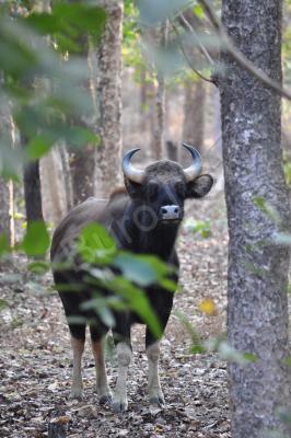 Wild Animals - Indian Bisont 2 - Nikon D90