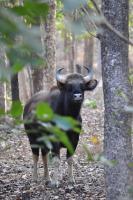 Wild Animals - Indian Bisont 2 - Nikon D90