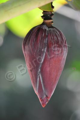 Plants And Flowers - Flower Of Banana Tree - Nikon D90