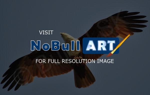 Birds - Brahminy Kite 2 - Nikon D90
