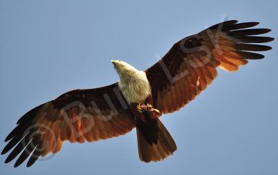 Birds - Brahminy Kite 2 - Nikon D90