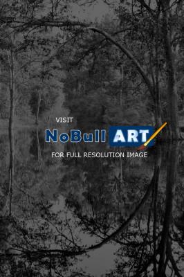 Landscapes - Reflexed Jungle - Nikon D90