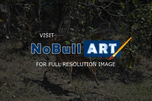 Wild Animals - Spotted Deer Runaway - Nikon D90