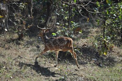 Wild Animals - Spotted Deer Runaway - Nikon D90