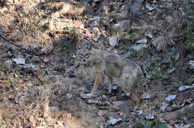 Wild Animals - Jackal 2 - Nikon D90