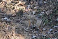 Wild Animals - Jackal 2 - Nikon D90