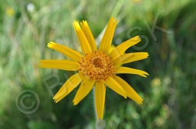 Plants And Flowers - Yellow Flower - Nikon D90