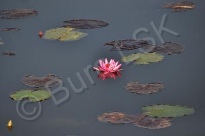 Plants And Flowers - Lotus Flower - Nikon D90