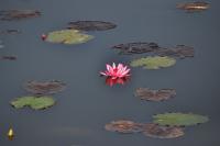Lotus Flower - Nikon D90 Photography - By Buro Lsk, Macro Photography Artist