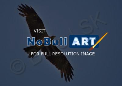 Birds - Brahminy Kite Female - Nikon D90