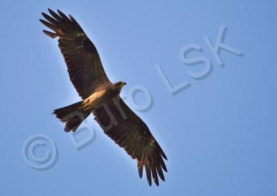 Birds - Brahminy Kite Female - Nikon D90