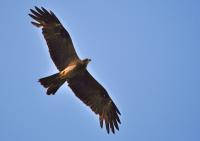 Brahminy Kite Female - Nikon D90 Photography - By Buro Lsk, Naturalist Photography Artist