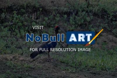 Birds - Black Ibis Male - Nikon D90
