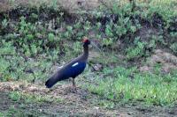 Birds - Black Ibis Male - Nikon D90