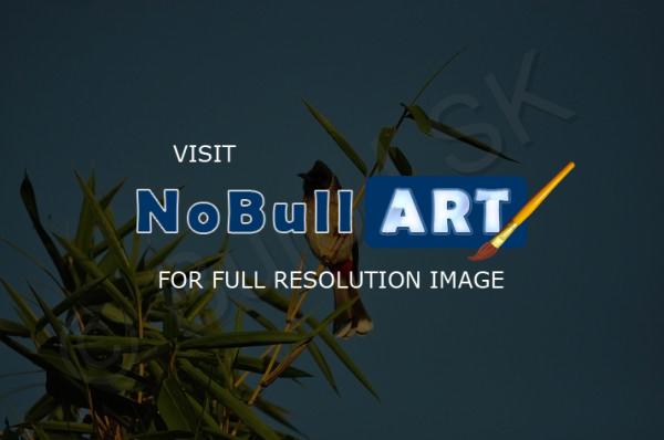 Birds - Crested Bull-Bull - Nikon D90