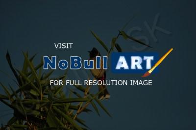 Birds - Crested Bull-Bull - Nikon D90
