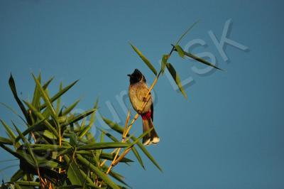 Birds - Crested Bull-Bull - Nikon D90